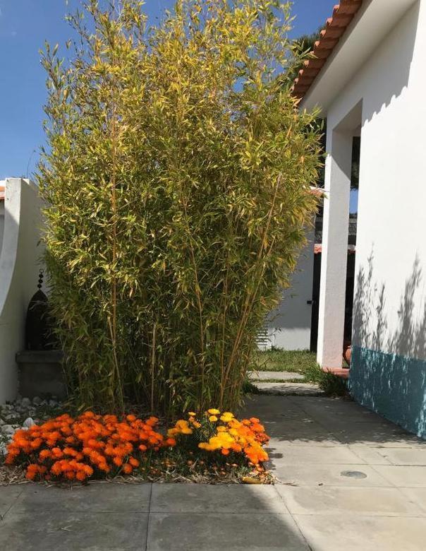 Santa Cruz Beach House Areias エクステリア 写真